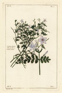 Common jasmine