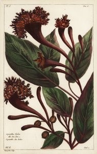 Cornucopian shrub, Copianthus indica by the Younger Dupin