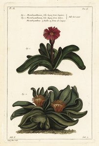 Elkhorn plant by the Younger Dupin
