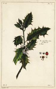 European Holly, Ilex aquifolium, Linn by the Younger Dupin