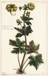 Globeflower, Trollius europaeus, Linn by the Younger Dupin