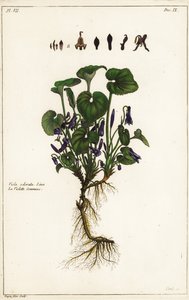 Sweet violet by the Younger Dupin