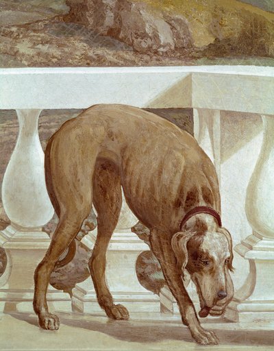 Dog on a Balcony (detail) by Veronese