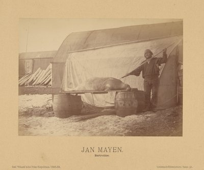 Jan Mayen, Bearded Seal by (Linienschiffs Lieutenant) Richard Basso