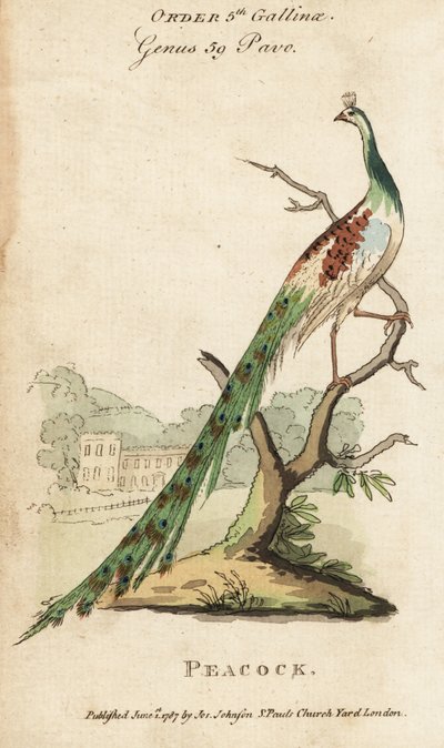 Indian peafowl or peacock by (after) English School