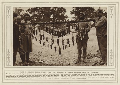 Rats, a Greater Trench-Worry than the Germans! A French Soldier