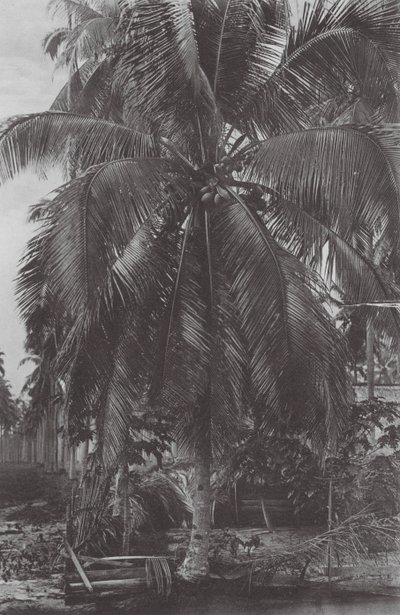 Singapore: Cocoanut Tree by (after) English photographer