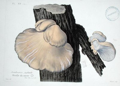 Dendrosarcos juglandis, plate 20 from 