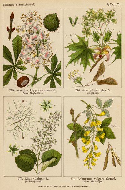 Aesculus Hippocastanum, Acer Platanoides, Rhus Cotinus, Laburnum Vulgare by (after) German School
