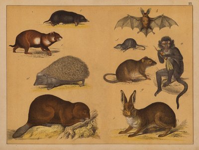 Animals by (after) German School