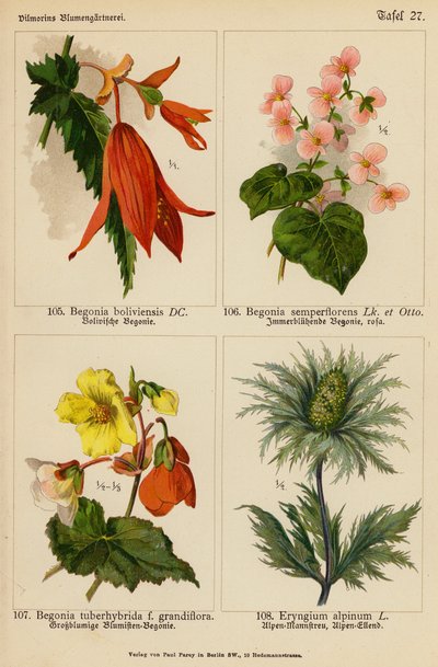 Begonia Boliviensis, Begonia Semperflorens, Begonia Tuberhybrida, Eryngium Alpinum by (after) German School