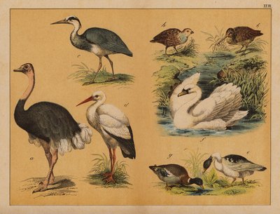 Birds by (after) German School