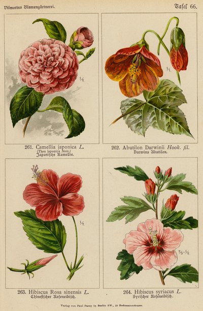 Camellia Japonica, Abutilon Darwinii, Hibiscus Rosa Sinensis, Hibiscus Syriacus by (after) German School
