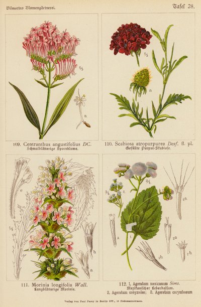 Centranthus Angustifolius, Scabiosa Atropurpurea, Morinia Longifolia, Ageratum Mexicanum, Ageratum Conyzodes, Ageratum Corymbosum by (after) German School