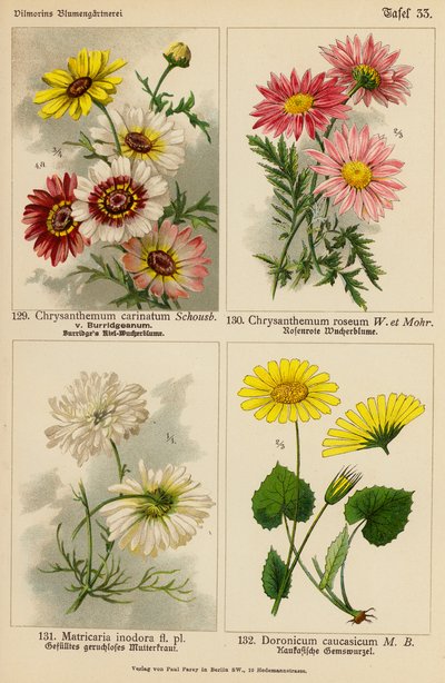 Chrysanthemum Carinatum, Chrysanthemum Roseum, Matricaria Inodora, Doronicum Caucasicum by (after) German School