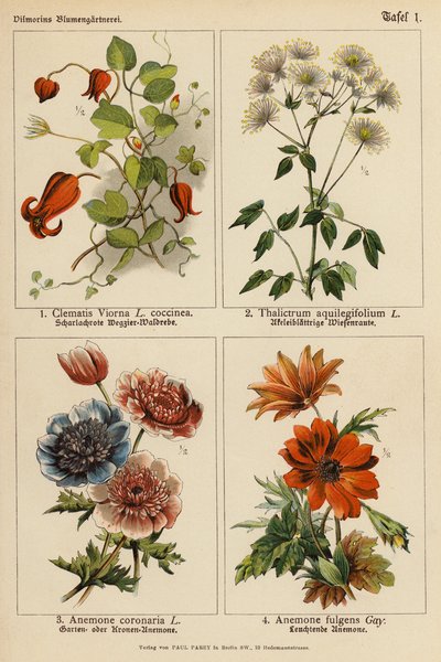 Clematis Viorna, Thalictrum Aquilegifolium, Anemone Coronaria, Anemone Fulgens by (after) German School
