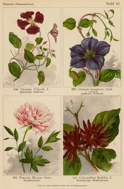 Clematis Viticella, Clematis Lanuginosa, Paeonia Moutan Sims, Calycanthus Floridus by (after) German School