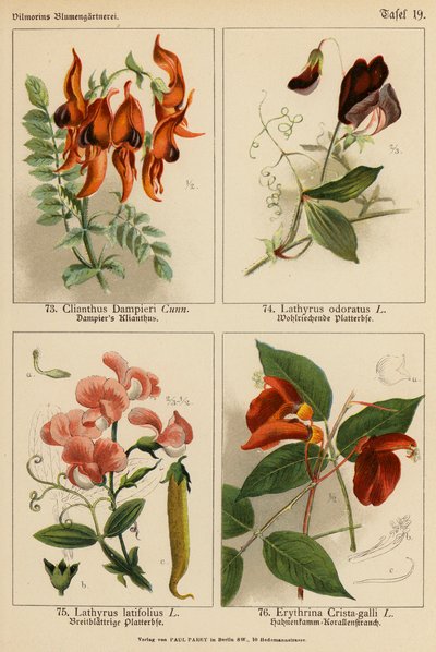 Clianthus Dampieri, Lathyrus Odoratus, Lathyrus Latifolius, Erythrina Crista-galli by (after) German School
