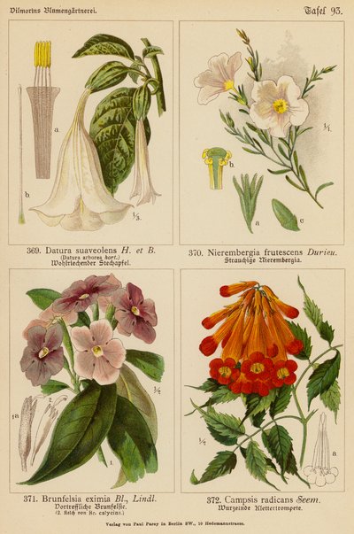 Datura Suaveolens, Nierembergia Frutescens, Brunfelsia Eximia, Campsis Radicans by (after) German School