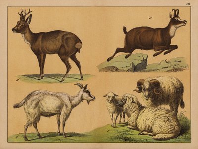 Deer, sheep and goats by (after) German School