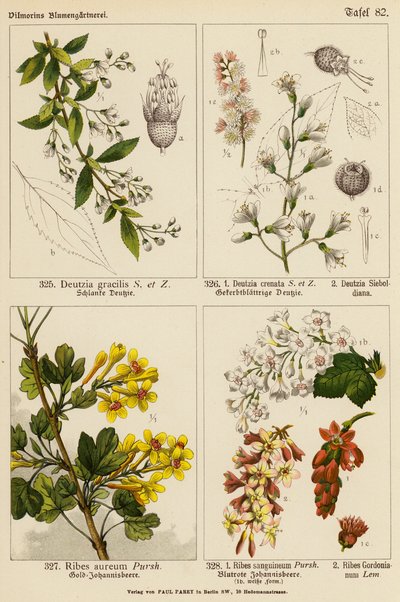 Deutzia Gracilis, Deutzia Crenata, Deutzia Sieboldiana, Ribes Aureum, Ribes Sanguineum, Ribes Gordonianum by (after) German School