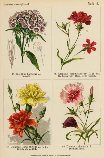 Dianthus Barbatus, Dianthus Carthusianorum, Dianthus Caryophyllus, Dianthus Chinensis by (after) German School