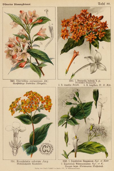 Diervillea Coraeensis, Bouvardia Hybrida, Bouvardia Leiantha, Bouvardia Longiflora, Rondeletia Odorata, Eupatorium Haageanum, Eupatorium Weinmaunianum by (after) German School