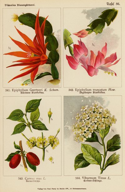 Epiphyllum Gaertneri, Epiphyllum Truncatum, Cornus Mas, Viburnum Tinus by (after) German School