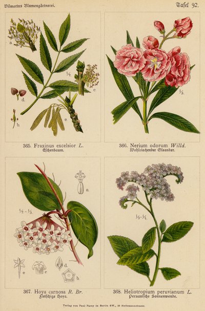Fraxinus Excelsior, Nerium Odorum, Hoya Carnosa, Heliotropium Peruvianum by (after) German School