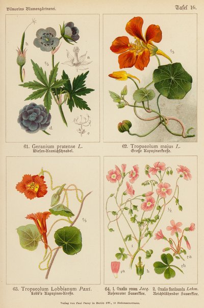 Geranium Pratense, Tropaeolum Majus, Tropaeolum Lobbianum, Oxalis Rosea, Oxalis Floribunda by (after) German School
