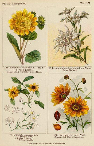 Helianthus Decapetalus, Leontopodium Leontopodium, Sanvitalia Procumbens, Achillea Ptarmica, Coreopsis Tinctoria by (after) German School