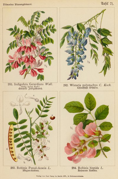 Indigofera Gerardiana, Wistaria Polystachya, Robinia Pseud-Acacia, Robinia Hispida by (after) German School