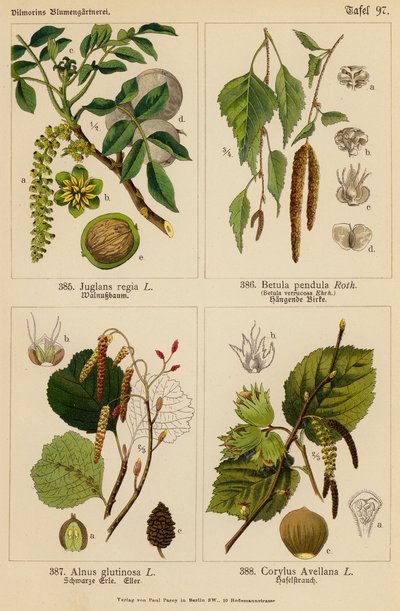 Juglans Regia, Betula Pendula, Alnus Glutinosa, Corylus Avellana by (after) German School