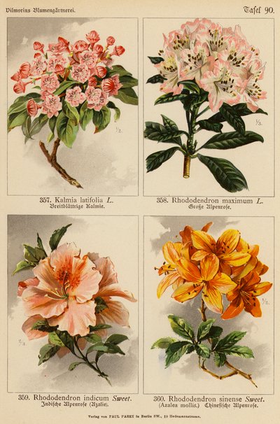 Kalmia Latifolia, Rhododendron Maximum, Rhododendron Indicum, Rhododendron Sinense by (after) German School