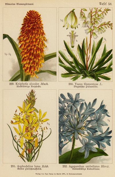 Kniphofia Aloodes, Yucca Filamentosa, Asphodeline Lutea, Agapanthus Umbellatus by (after) German School