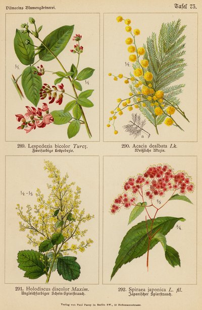Lespedezia Bicolor, Acacia Dealbata, Holodiscus Discolor, Spiraea Japonica by (after) German School