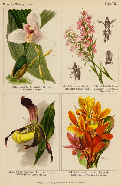 Lycaste Skinneri, Orchis Maculata, Orchis Latifolia, Cypripedilum Calceolus, Canna Indica by (after) German School
