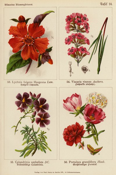 Lychnis Fulgens Haageana, Viscaria Viscosa, Calandrinia Umbellata, Portulaca Grandiflora by (after) German School