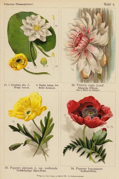 Nymphaea Alba, Nuphar Luteum, Victoria Regia, Papaver Alpinum, Papaver Bracteatum by (after) German School