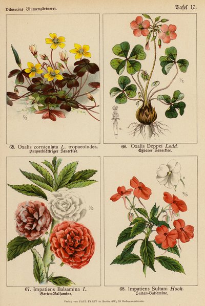 Oxalis Corniculata, Oxalis Deppei, Impatiens Balsamina, Impatiens Sultani by (after) German School