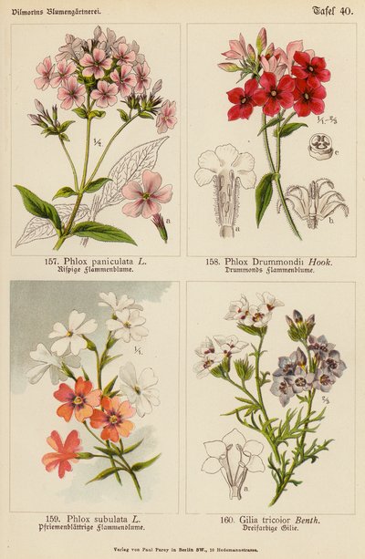 Phlox Paniculata, Phlox Drummondii, Phlox Subulata, Gilia Tricolor by (after) German School