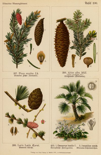 Picea Excelsa, Abies Alba, Larix Larix, Chamaerops Humilis, Jonopsidium Acaule by (after) German School