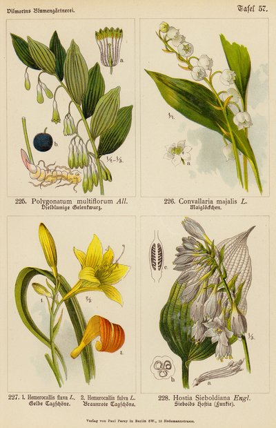 Polygonatum Multiflorum, Convallaria Majalis, Hemerocallis Flava, Hemerocallis Fulva, Hostia Sieboldiana by (after) German School