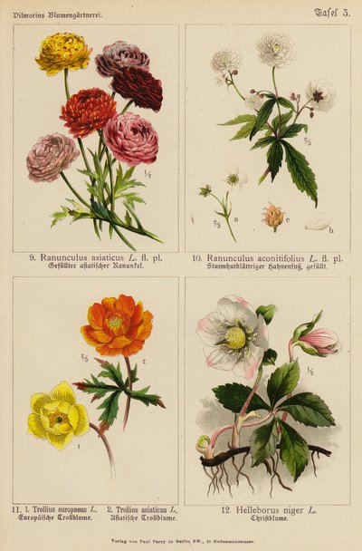 Ranunculus Asiaticus, Ranunculus Aconitifolius, Trollius Europeaeus, Trollius Asiaticus, Helleborus Niger by (after) German School