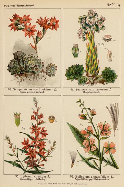 Sempervivum Arachnoideum, Sempervivum Tectorum, Lythrum Virgatum, Epilobium Angustifolium by (after) German School