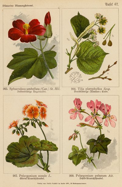 Sphaeralcea Umbellata, Tilia Platyphyllos, Pelargonium Zonale, Pelargonium Peltatum by (after) German School