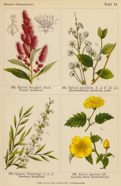 Spiraea Douglasii, Spiraea Prunifolia, Spiraea Thunbergii, Kerria Japonica by (after) German School
