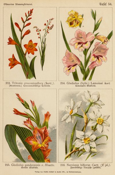 Tritonia Crocosmaeflora, Gladiolus Lemoinei, Gladioulus Gandavensis, Narcissus Biflorus by (after) German School