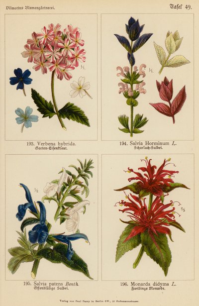 Verbena Hybrida, Salvia Horminum, Salvia Patens, Monarda Didyma by (after) German School