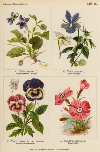 Viola Odorata, Viola Cornuta, Viola Tricolor, Dianthus Alpinus by (after) German School